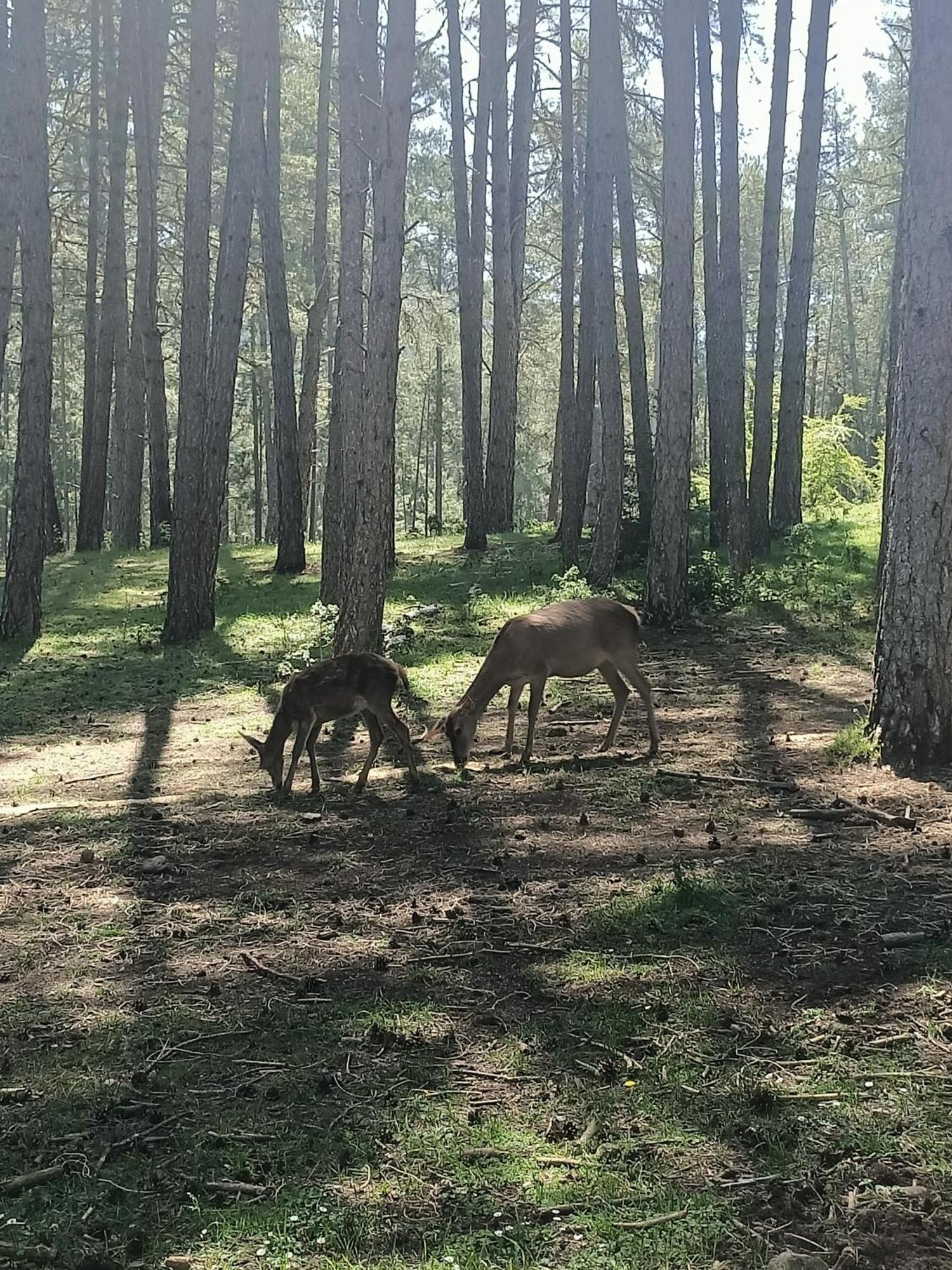 Alojamiento Rural El Cerro Fresneda de la Sierra Dış mekan fotoğraf